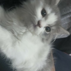 ฟังฟินๆ