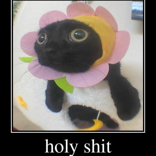 literally all of the shit i repost but in a playlist so i can play it on discord music bots p.2