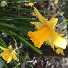 The Daffodil And The Rooks