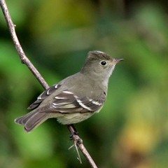 White-crested Elaenia
