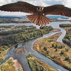 Birds Eye View