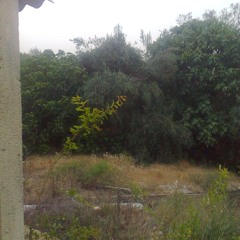 onotopp
