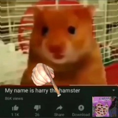 Harry the hamster
