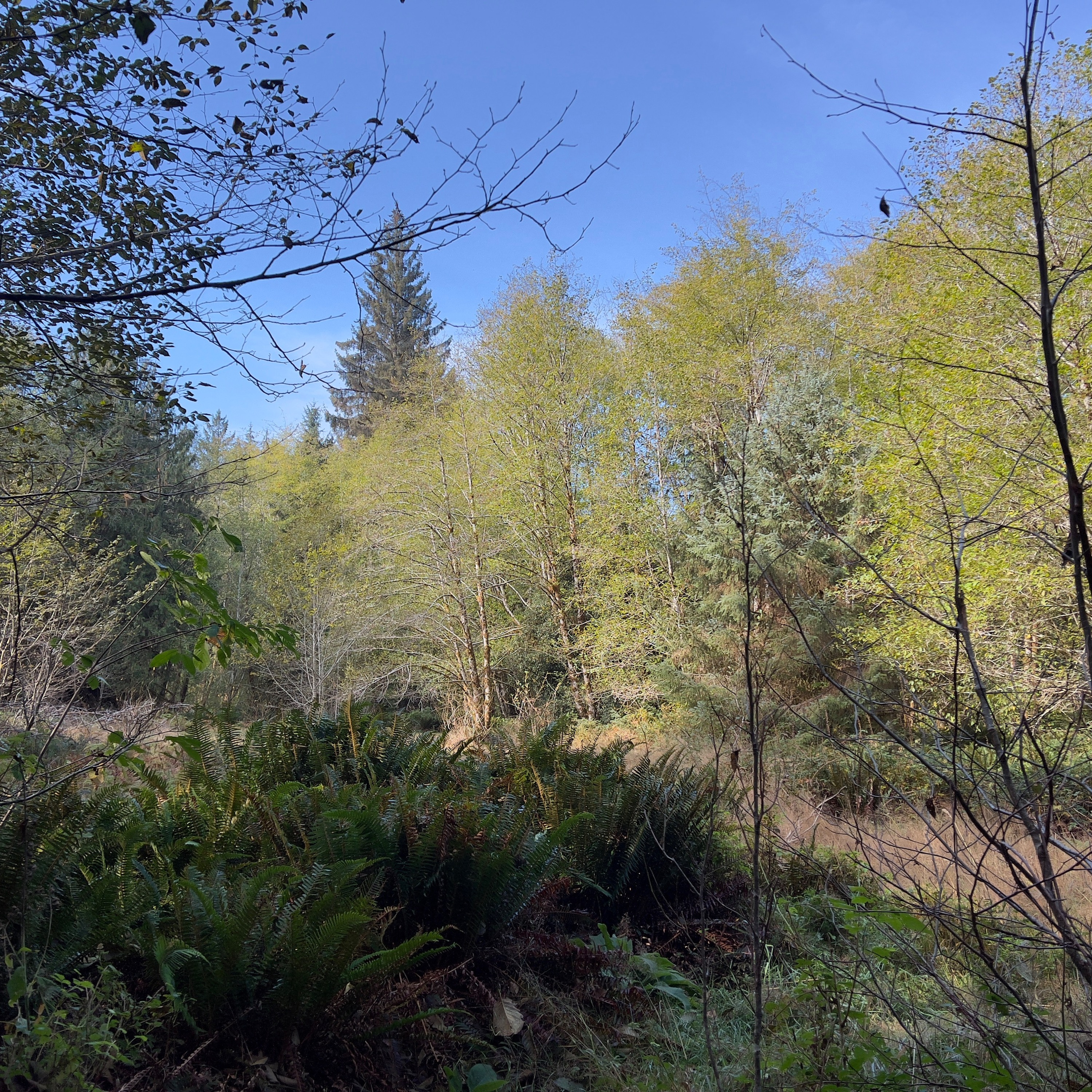 Northwest Soundscapes
