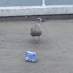 Yuo're Life You'r Tsois (Re-jumbled in Falmouth 2025)