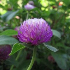 Gomphrena globosa