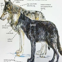 #ddoublekupppp.. // ✩ garmency