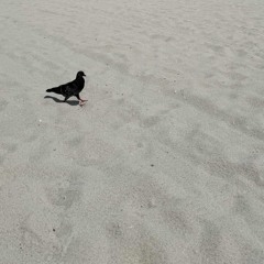 mid beach - fuzzy lung