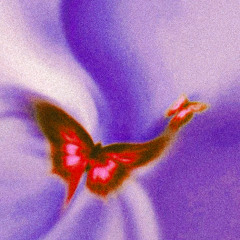 Did You See The Butterflies?
