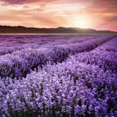 Lavender Dreams