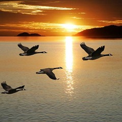 Fall Migration