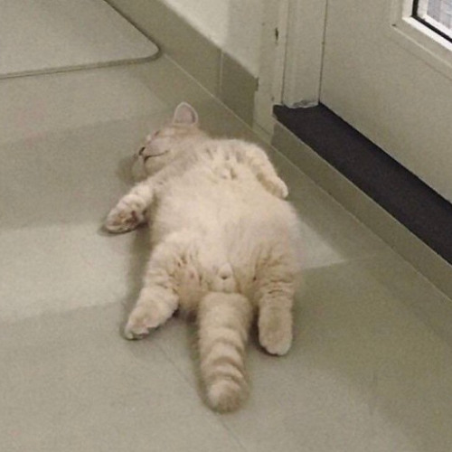 청국장끓이게해주세요