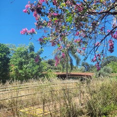 20.10.2025 - Cap. XXIV - Não Coloqueis a Candeia Sob o Alqueire  - Os Sãos Não Precisam de Médicos