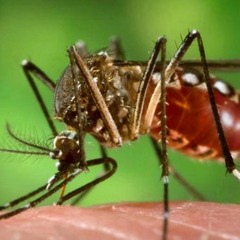 Tomás Orduna: “La situación del dengue en el país está compleja”