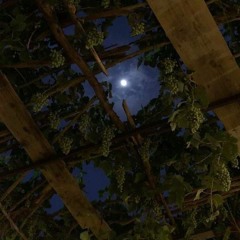 🤎مَالِي وللنَّجمِ يَرعَانِي وأرعَاهُ | الشيخُ أحمَد السيّد