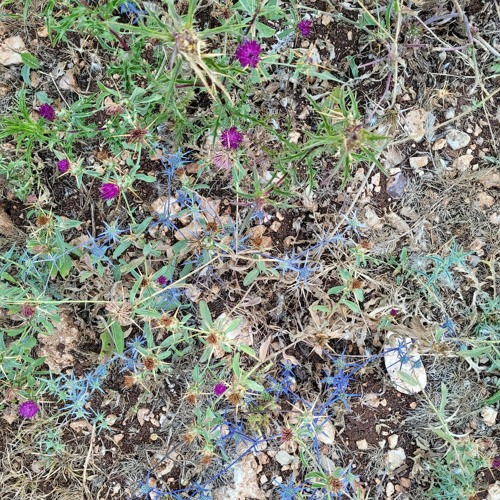 Shavora Israel 2/2023.mp3