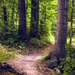 Finding Stillness