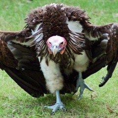 Prazer, Abutre! - Feat Abutre.