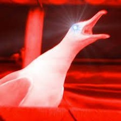 DUTCH SEAGULL STRIKES BACK