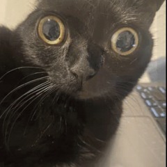 SVN- meme_song.wav (p. karma)