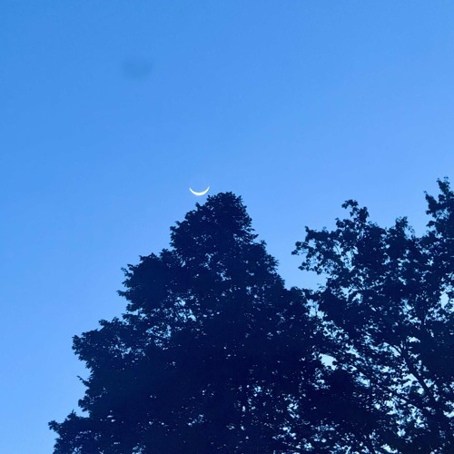 i am not stoned - fuzzy lung