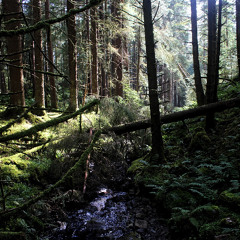 in awe of the flow [Loch Awe forest sept 2025]
