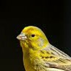 Iván Mladek - Jožin z Bažin