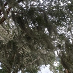 Image Search w/ Eola (aka Veed Haok Plus)