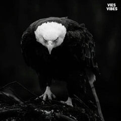 Condor Flight | OUT NOW 🕊️✨