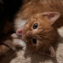 Hypnotize [p. n9ck & immanuel]