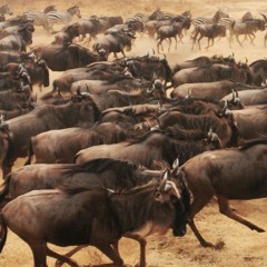 Stampede - Chris Crick