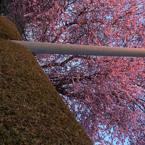 Gedicht über den Frühling