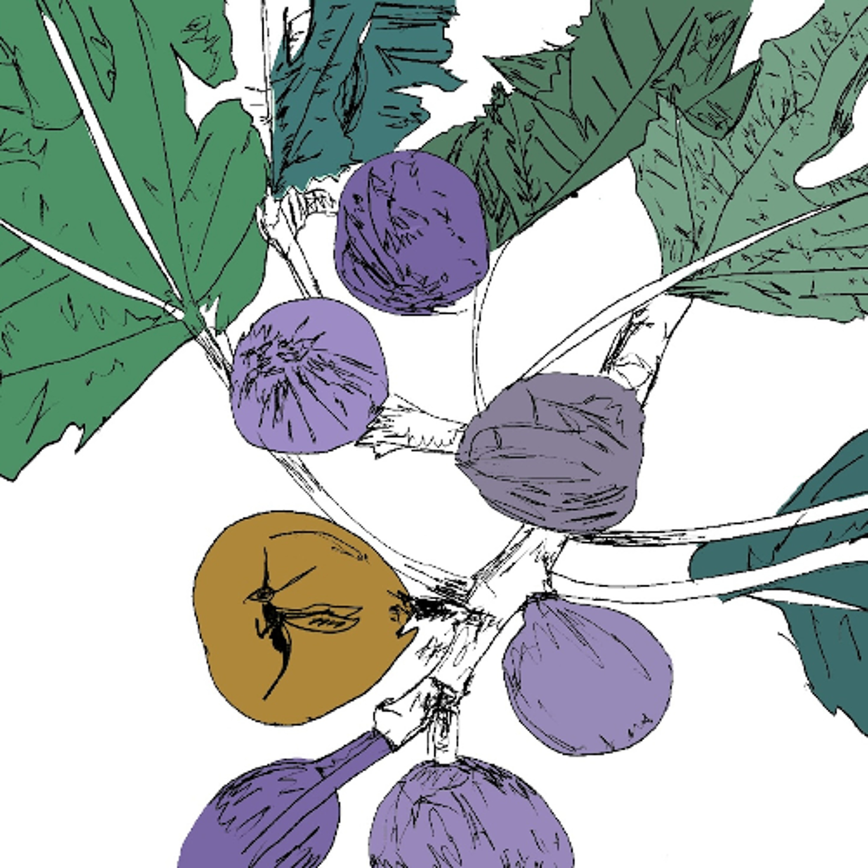 PREMIERE: Stella Z - Moraceae Family [Music To Watch Seeds Grow By] episode artwork