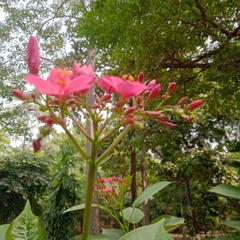 Husanwale Tera Jawab Nahi