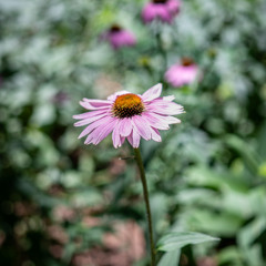 King of the Jungle (mastered)