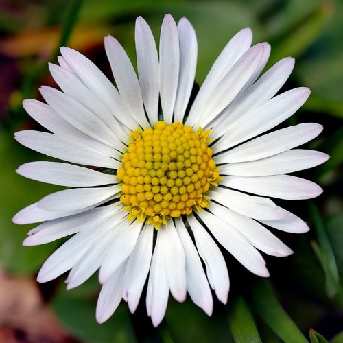 Alycias Daisy by espidev Alycias Daisy