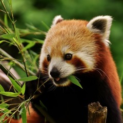 Red Panda
