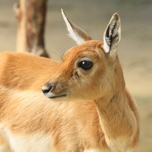 Gazelle at Dawn (Kuwaiti Folklore Reimagined)