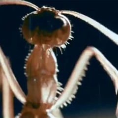 Insect Music V4lv3 FM