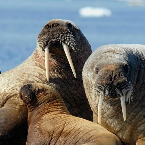 Help the WWF By Counting Walruses from Space!