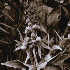 busco sombra (me pierdo en la grieta de esta sequía)