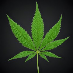 Married To Marijuana