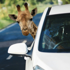 PeterBPL - Short-necked Giraffe on a Road Trip