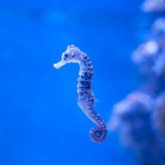 seahorse