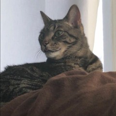 krelboyne - degenerate