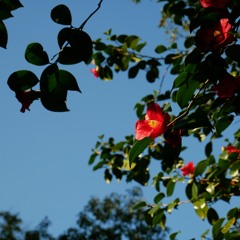 ＜二十四節気の音楽＞立春  Beginning of Spring / 24 solar terms