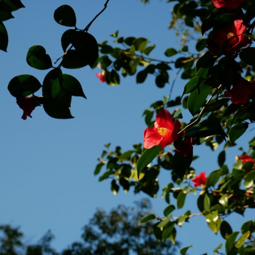 ＜二十四節気の音楽＞立春  Beginning of Spring / 24 solar terms