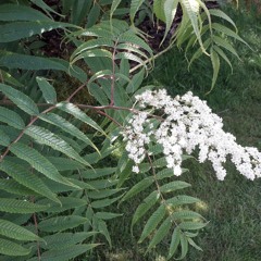 Official Music Video - TONIGHT - Rimorav Vlogs