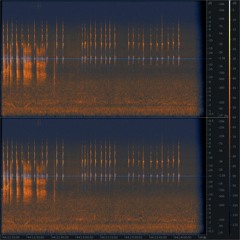 20200408 220605 CH Sihlwald Waldmatt Dusk Tawny Owl And Roe Deer