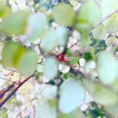 氷菓